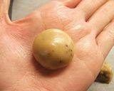 レーズンチョコバター コーヒークッキー作り方8写真