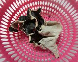 牡蛎と海老焼きそば　オイスター味　作り方1写真