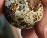 旨味凝縮☆うずらの半熟味玉作り方1写真