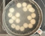 抹茶シロップのかき氷ともちもち豆腐白玉作り方4写真
