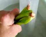 ほうれん草のバラけない茹で方作り方2写真