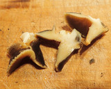 ツメタガイの煮付け作り方5写真