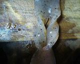 鶏肉と大根のしみしみ煮物作り方3写真