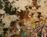伝家宝刀!関西人が作る!すき焼き!作り方20写真