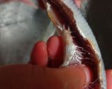 鰯のつみれ作り方3写真