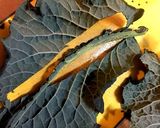 農家の食卓〜アレッタの葉のベーコン炒め〜作り方1写真