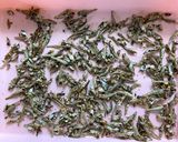サクサク食べれる小魚　おやつ、副菜にも◎作り方11写真
