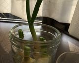 薬味用ネギを育てよう作り方2写真