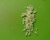 簡単☆トマトソース作り方1写真