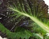 ご飯が進む！生の高菜の油炒め作り方1写真