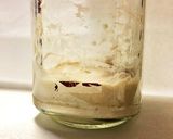 全粒粉ルヴァン(自家製酵母)作り方4写真