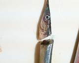 さよりの腹開き☆おろし方作り方2写真
