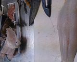 アイナメの簡単カルパッチョ作り方1写真