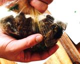 レンチンで楽チン副菜☆ビビンパの具？作り方5写真