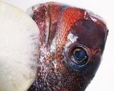 安くて絶品！鯛のあらDE湯豆腐♪作り方5写真