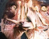 安くて絶品！鯛のあらDE湯豆腐♪作り方11写真