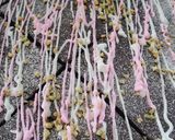 超簡単♪ヘルシー豆腐ブラウニー作り方7写真