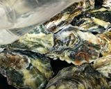 おっさんの殻付き牡蠣蒸し作り方6写真