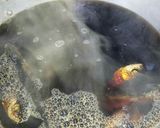 カキ醤油で最高の味自家製メンツユ作り方6写真