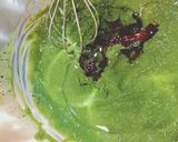抹茶シフォン作り方4写真