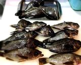 金メバルと黒メバルの塩焼き作り方1写真