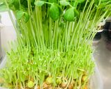 豆苗だけ！塩酒粕で簡単美味しい炒め物作り方1写真