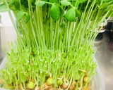 豆苗だけ！塩酒粕で簡単美味しい炒め物作り方1写真