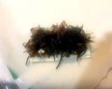 ウマウマひじきの春巻き作り方8写真