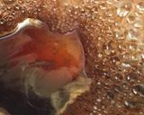 *マクロビ*ネギ醤油アインコーンペンネ作り方2写真