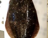 ヒラメのお刺身！作り方！作り方1写真