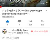 バッタのてんぷら作り方7写真