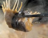 本格的！鮟鱇（あんこう）のどぶ汁作り方7写真