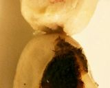 サムライ特製　タコと里芋の煮っころがし❤作り方3写真