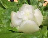 超★簡単！早くて美味しい新たまサラダ菜♪作り方8写真