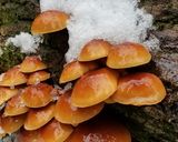 ナメコ、クリタケ、メカブ等の味噌煮作り方1写真