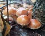 ナメコ、クリタケ、メカブ等の味噌煮作り方2写真