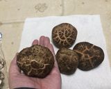 私流！椎茸の保存方法作り方3写真