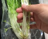 水菜の袋で保存の仕方作り方2写真