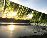 青海苔の一番美味しい食べ方　超簡単！作り方3写真
