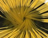 シンプルで絶品☆明太子マヨネーズパスタ作り方5写真