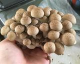 きのことやまいものつけ汁うどん作り方1写真