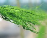 青海苔の一番美味しい食べ方　超簡単！作り方4写真