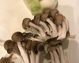 鶏肉のクリーム煮作り方5写真