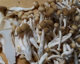 ヘルシー白菜 きのこの味噌コンソメスープ作り方1写真