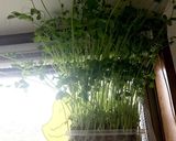 フライパン1つで！豆苗の松茸風味パスタ作り方5写真