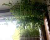 豆苗〔二回目収穫〕のフカヒレスープ作り方1写真