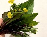 アントシアニンたっぷり♡紅菜苔の辛子和え作り方1写真
