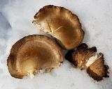 干し平茸のダシが旨い味噌汁・ブナシメジ作り方1写真