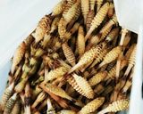 少量から大量まで保存食♪つくしの酢漬け♪作り方1写真