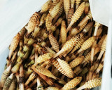少量から大量まで保存食♪つくしの酢漬け♪作り方1写真